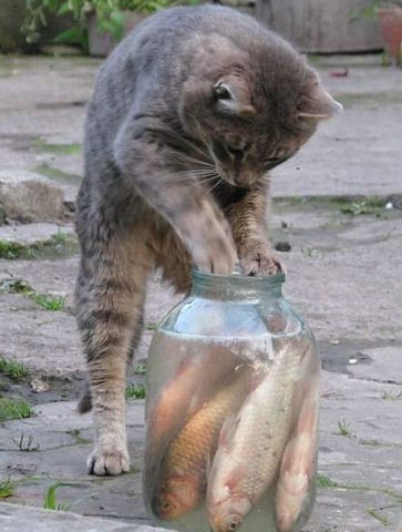 Кот достает рыбу из трехлитровой банки